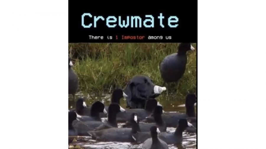 Um meme entre nós com um cachorro escondido entre patos