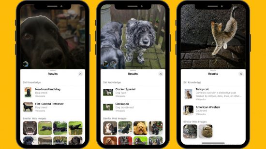 iOS-17-Características-4 o iOS 17 apresenta o cabeçalho mostrando três iPhones um ao lado do outro, cada um com uma foto de um animal e os resultados da pesquisa abaixo para saber qual raça ele pode ser.