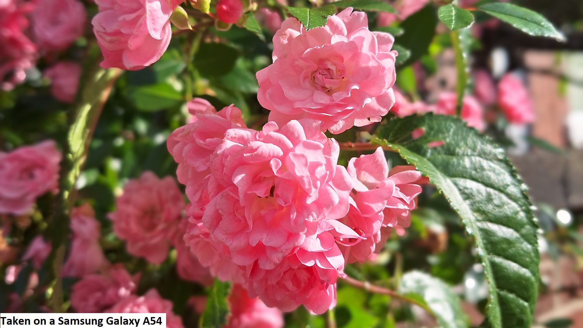 câmera de revisão samsung a54 Avaliação do Samsung A54 - um grupo de flores rosa brilhantes cercadas por folhas verdes