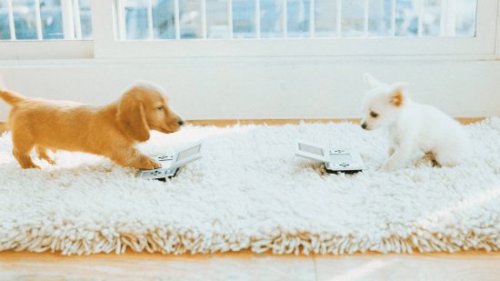 nintendogs-switch Nintendogs Switch: arte promocional é mostrada para Nintendogs