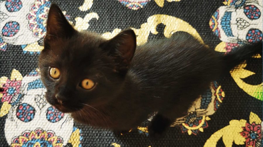 jogos de gato para gatos-2 Jogos de gato para gatos: Xiao o gato olhando para cima